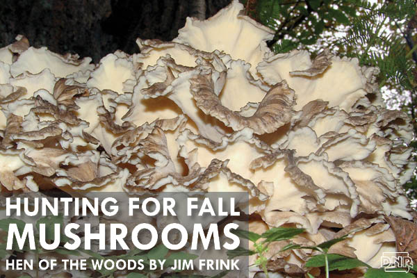 Hen of the woods: On the hunt for fall mushrooms | Iowa DNR